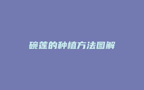 碗莲的种植方法图解