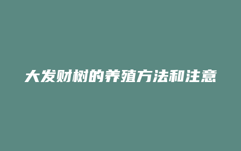 大发财树的养殖方法和注意事项