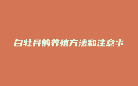 白牡丹的养殖方法和注意事项