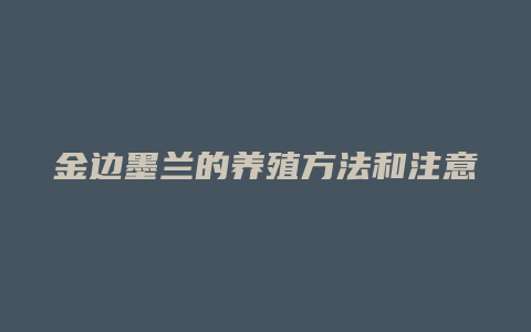 金边墨兰的养殖方法和注意事项