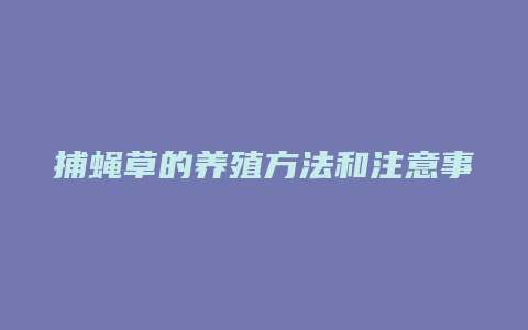 捕蝇草的养殖方法和注意事项