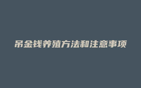 吊金钱养殖方法和注意事项