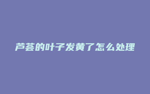 芦荟的叶子发黄了怎么处理方法