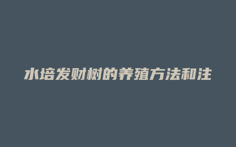 水培发财树的养殖方法和注意事项