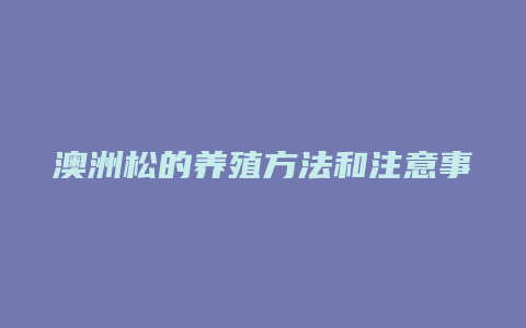 澳洲松的养殖方法和注意事项