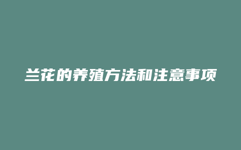 兰花的养殖方法和注意事项有哪些