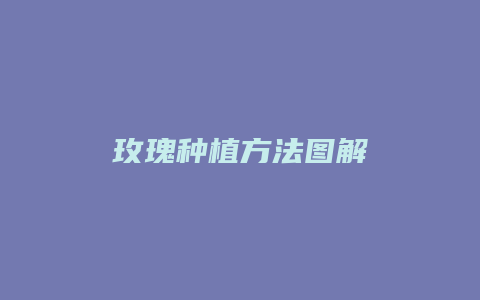 玫瑰种植方法图解