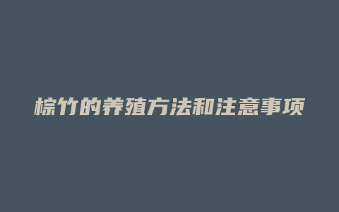 棕竹的养殖方法和注意事项