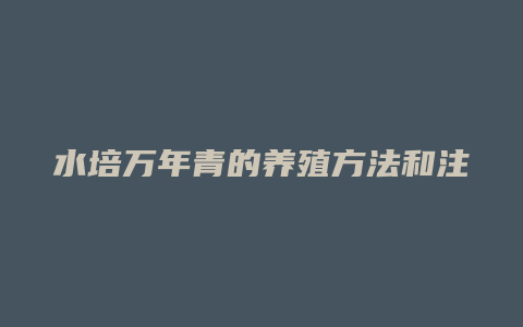 水培万年青的养殖方法和注意事项