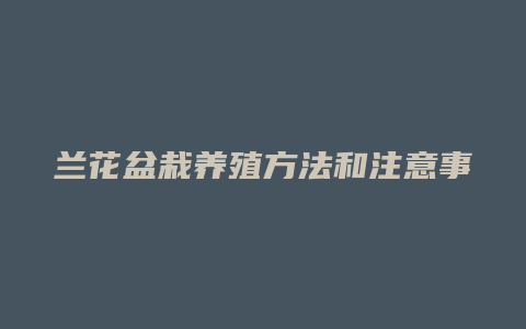 兰花盆栽养殖方法和注意事项