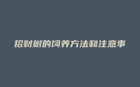 招财树的饲养方法和注意事项