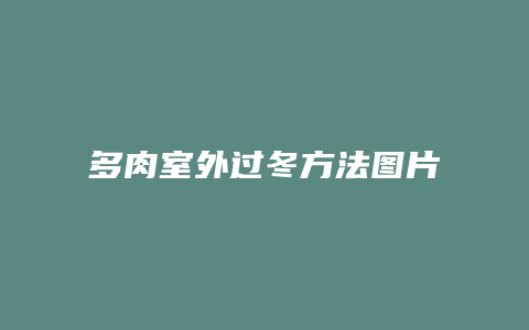 多肉室外过冬方法图片