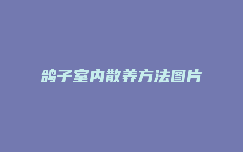 鸽子室内散养方法图片