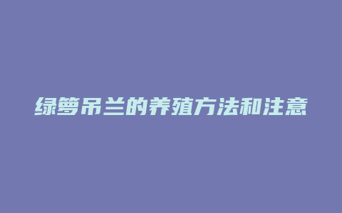 绿箩吊兰的养殖方法和注意事项