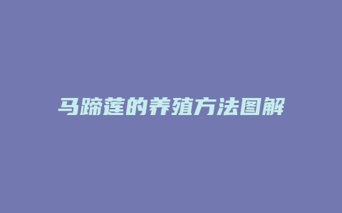 马蹄莲的养殖方法图解