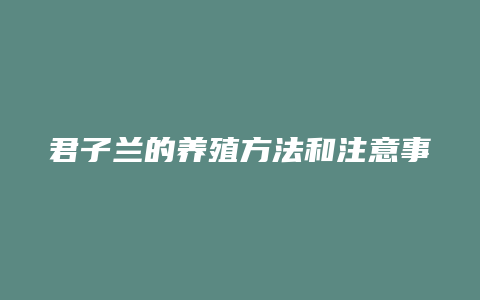 君子兰的养殖方法和注意事项大全