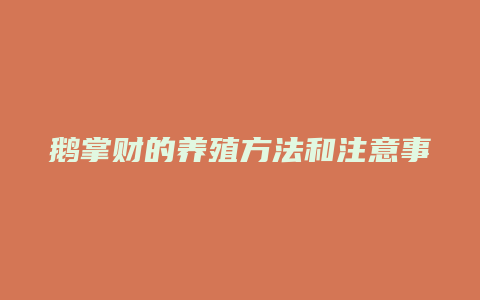 鹅掌财的养殖方法和注意事项