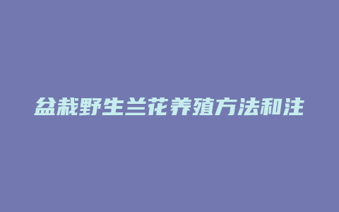 盆栽野生兰花养殖方法和注意事项