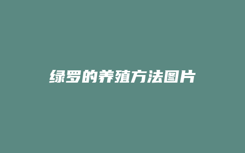 绿罗的养殖方法图片