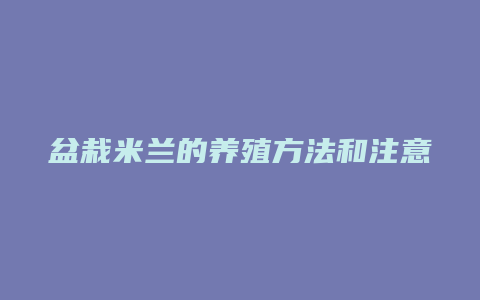 盆栽米兰的养殖方法和注意事项