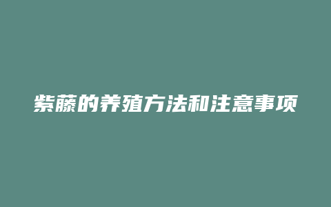 紫藤的养殖方法和注意事项