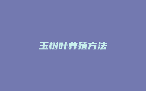 玉树叶养殖方法