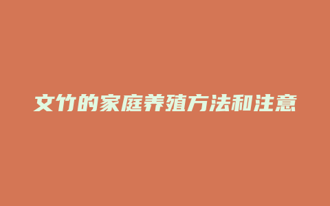 文竹的家庭养殖方法和注意事项