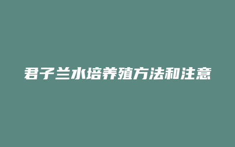 君子兰水培养殖方法和注意事项