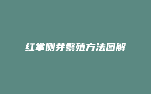 红掌侧芽繁殖方法图解