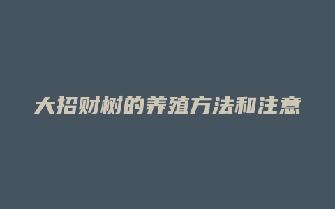 大招财树的养殖方法和注意事项