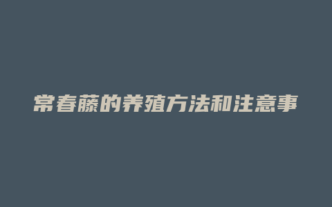 常春藤的养殖方法和注意事项