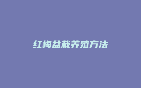 红梅盆栽养殖方法