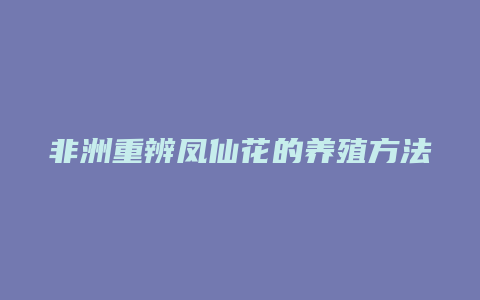 非洲重辨凤仙花的养殖方法