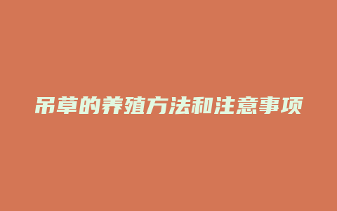 吊草的养殖方法和注意事项