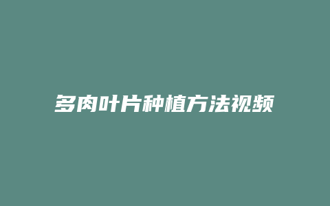 多肉叶片种植方法视频