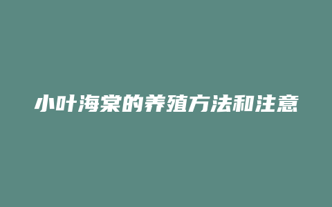 小叶海棠的养殖方法和注意事项