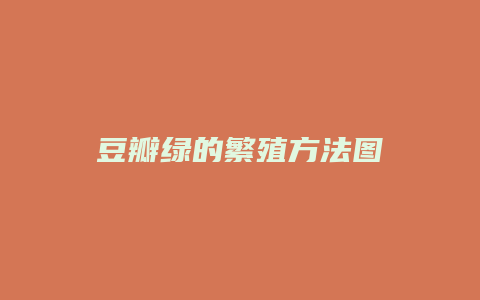 豆瓣绿的繁殖方法图