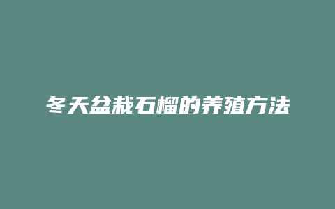 冬天盆栽石榴的养殖方法