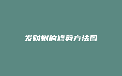 发财树的修剪方法图