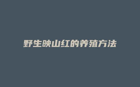 野生映山红的养殖方法