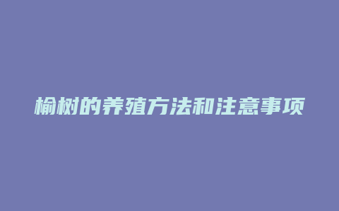 榆树的养殖方法和注意事项