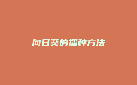 向日葵的播种方法