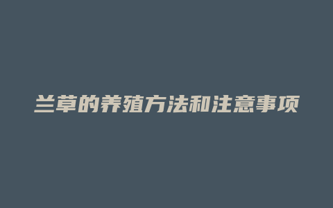 兰草的养殖方法和注意事项