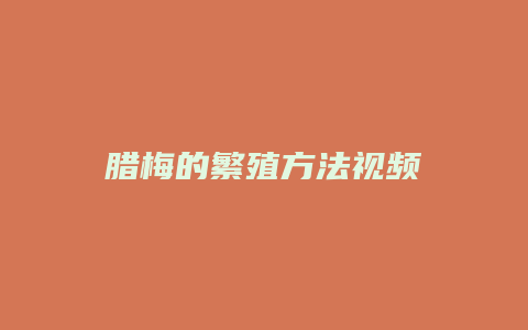 腊梅的繁殖方法视频