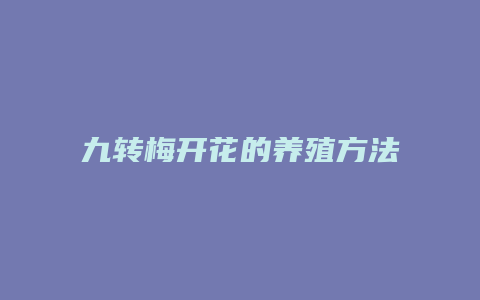 九转梅开花的养殖方法