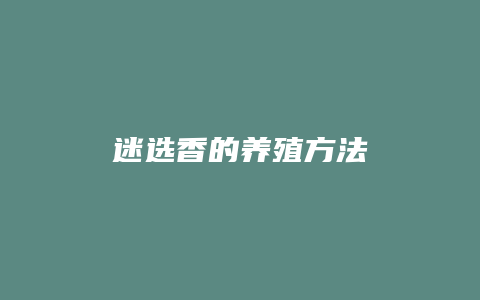 迷选香的养殖方法