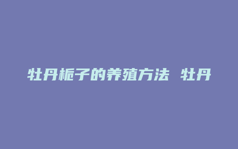 牡丹栀子的养殖方法 牡丹栀子花怎么养