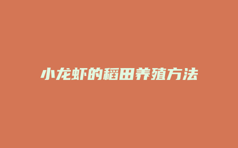 小龙虾的稻田养殖方法