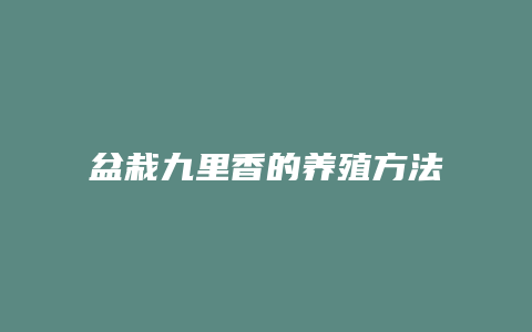 盆栽九里香的养殖方法