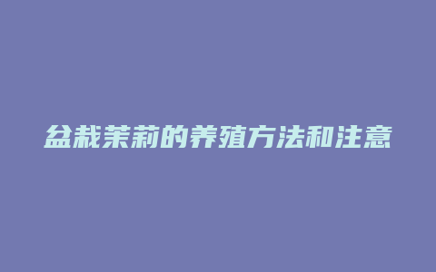 盆栽茉莉的养殖方法和注意事项